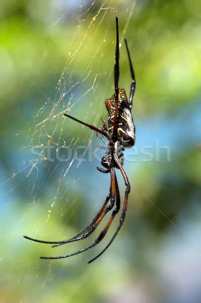 Dourado seda com Madagáscar gigante teia da aranha Foto stock © artush