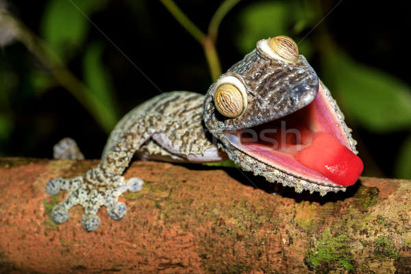 Gigant gecko Madagascar parc rezerva Imagine de stoc © artush