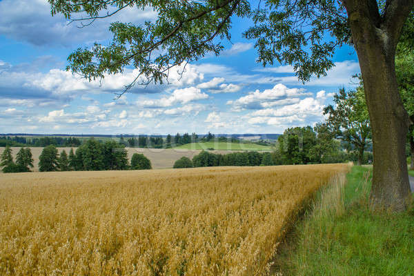 Rural summer landscape with field,  meadow and forests Stock photo © artush