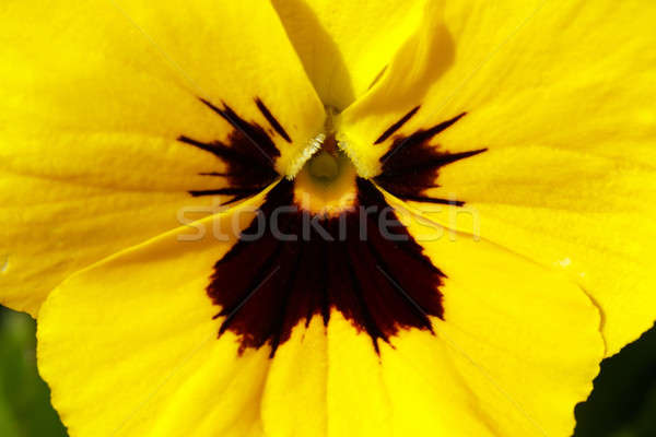 yellow pansy flowers Stock photo © artush
