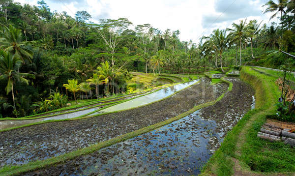 Foto stock: Arroz · campos · hermosa · bali · Indonesia · alimentos