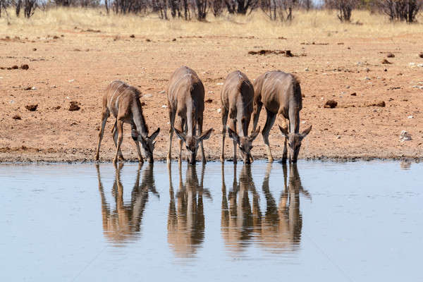 drinking Kudu antelope Stock photo © artush