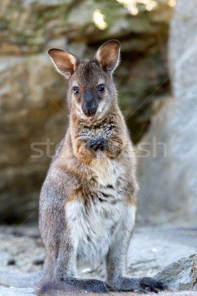 Closeup of a Red-necked Wallaby baby Stock photo © artush