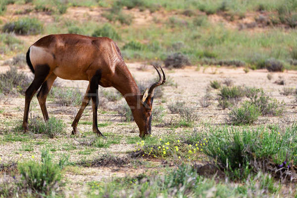 Red Hartebeest in Kalahari South Africa Stock photo © artush