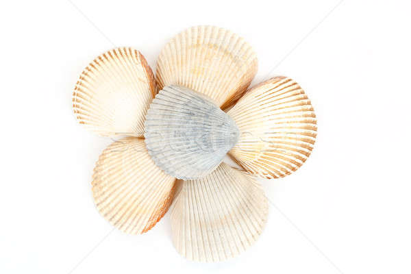 Beautiful sea shells close up white Stock photo © artush