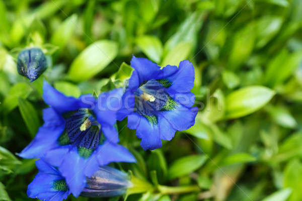 Trumpet gentiana blue spring flower in garden Stock photo © artush