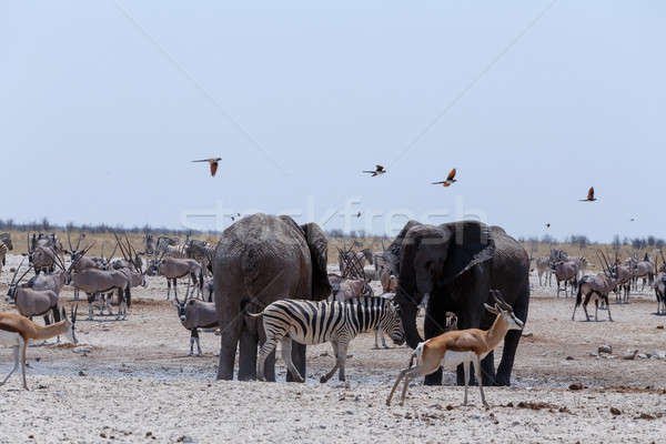 überfüllt Elefanten Zebras Park Namibia Tierwelt Stock foto © artush