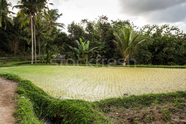 Stock photo: Rice terraced paddy fields in Gunung Kawi