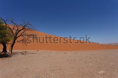 Dune 45 in sossusvlei Namibia with dead tree Stock photo © artush