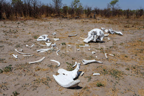 Stock photo: elephant bones in Okavango delta landscape