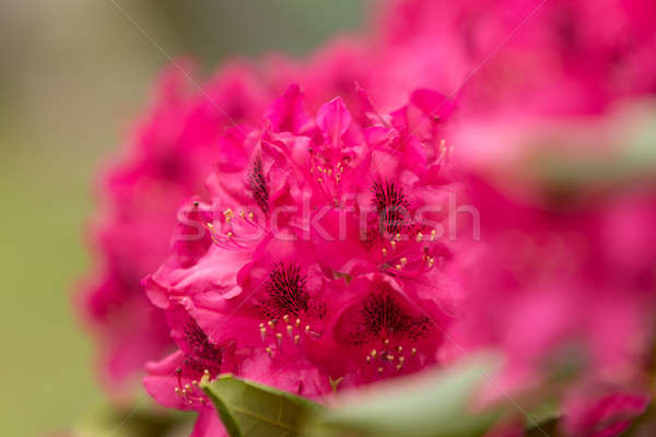 Pink azaleas blooms with small evergreen leaves Stock photo © artush