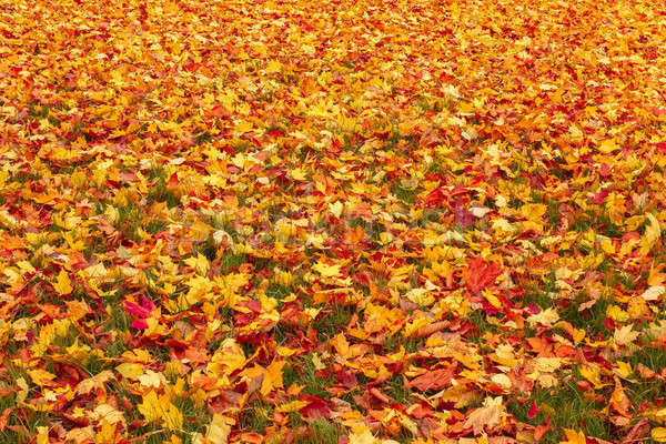 Stok fotoğraf: Düşmek · turuncu · kırmızı · sonbahar · yaprakları · zemin · arka · plan