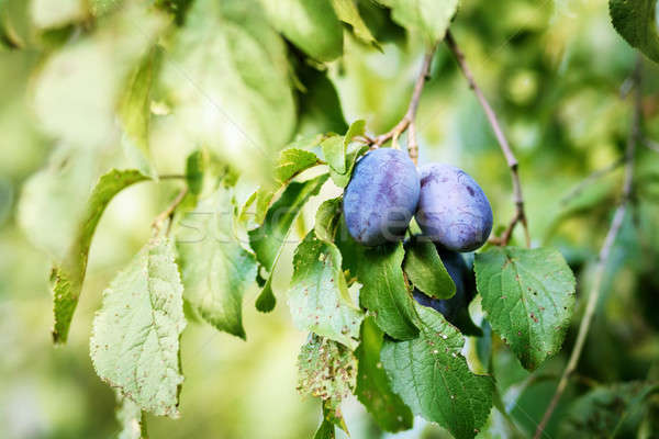 blue ripe plum in home orchard Stock photo © artush