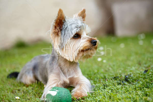 Cute small yorkshire terrier Stock photo © artush