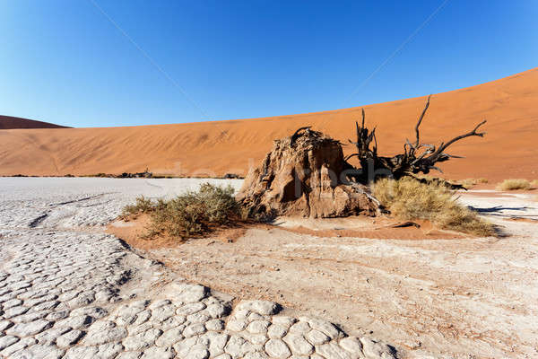 Sossusvlei beautiful landscape of death valley Stock photo © artush