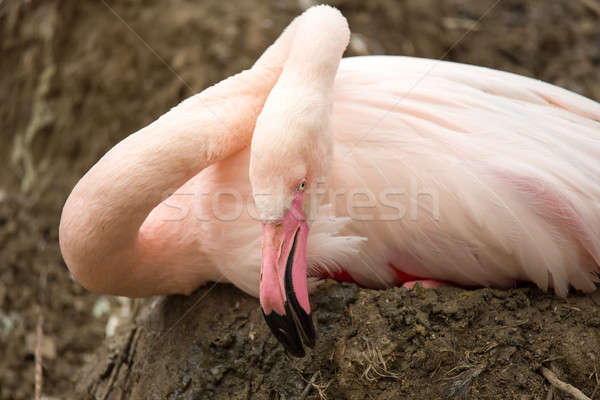 Beautiful American Flamingos on eng in nest Stock photo © artush