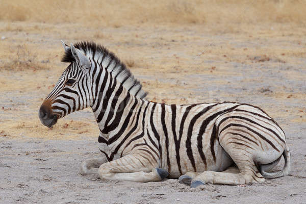 Young zebra in african bush Stock photo © artush