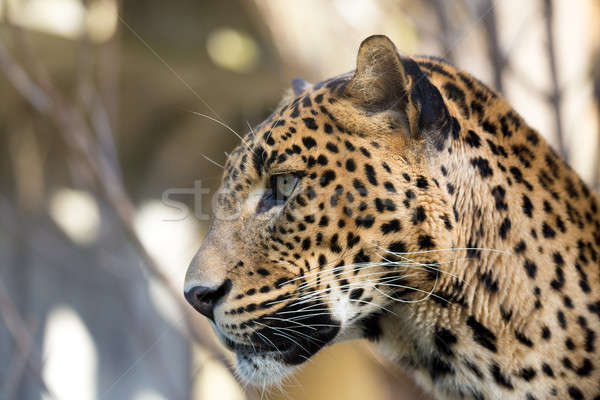 portrait of Persian leopard Stock photo © artush
