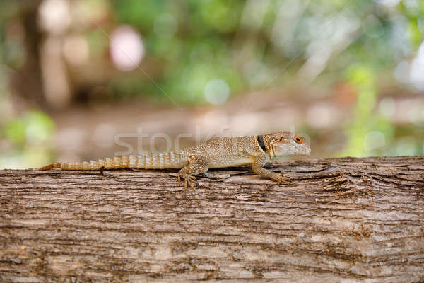 Mały jaszczurka Madagaskar iguana parku przyrody Zdjęcia stock © artush