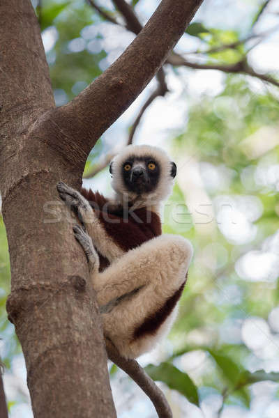 Lemur Coquerel's sifaka (Propithecus coquereli) Stock photo © artush