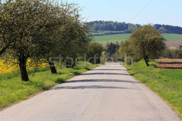 road with alley of apple trees in bloom Stock photo © artush