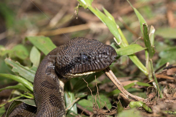 árbol grande serpiente especies isla ámbar Foto stock © artush