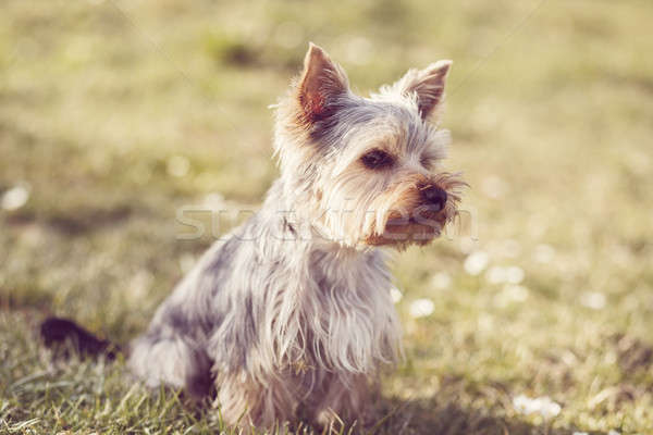 Cute small yorkshire terrier Stock photo © artush