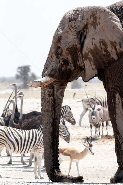 African elephants drinking at a muddy waterhole with other animals Stock photo © artush