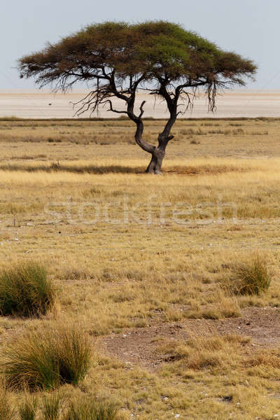 Large Acacia tree in the open savanna plains Africa Stock photo © artush