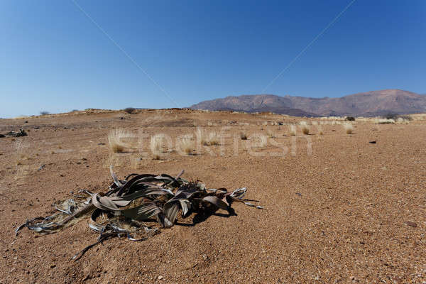 Surpreendente deserto planta vida fóssil exemplo Foto stock © artush