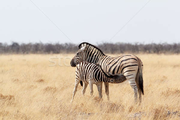 Zebra foal with mother in african bush Stock photo © artush
