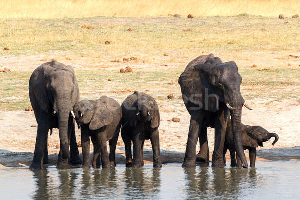 Elephants drinking at waterhole Stock photo © artush