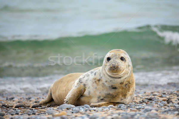 Young baby atlantic Grey Seal Stock photo © artush