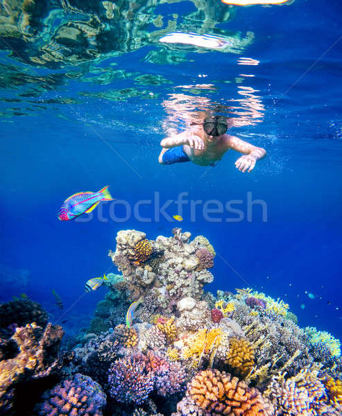 Vízalatti fiatal srác snorkeling Vörös-tenger búvárkodik trópusi Stock fotó © artush
