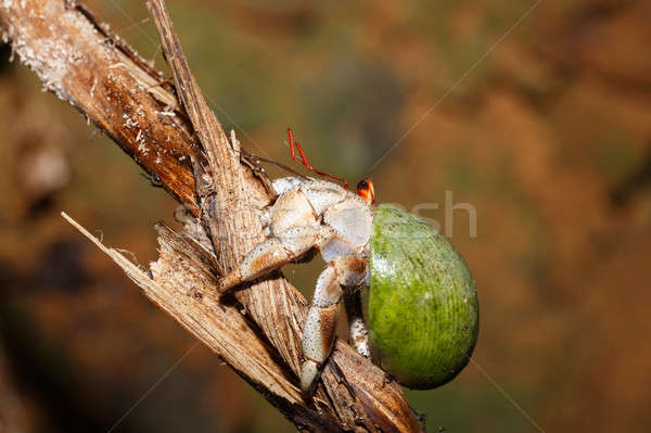 Hermit Crab with green snail shell Madagascar Stock photo © artush