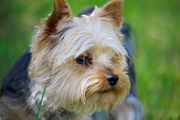 Bonitinho pequeno yorkshire terrier retrato verde Foto stock © artush