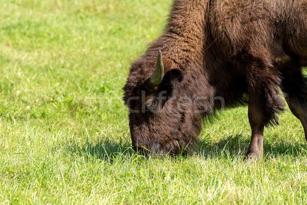 Bison einfach Gras Natur Sommer Stock foto © artush