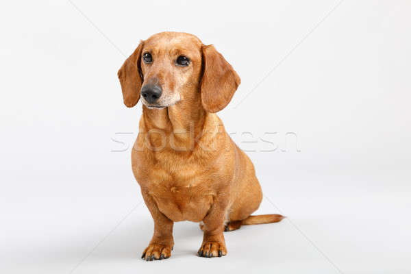 adorable small dog Dachshund Stock photo © artush