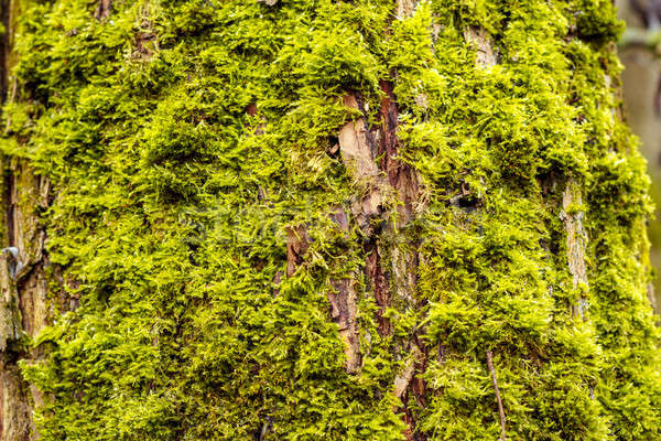 Гранж осень зеленый мох листьев дерево Сток-фото © artush