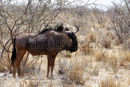 ナミビア 草 自然 アフリカ 公園 ストックフォト © artush