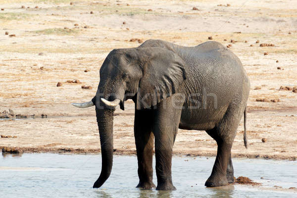 African elephants drinking at a muddy waterhole Stock photo © artush