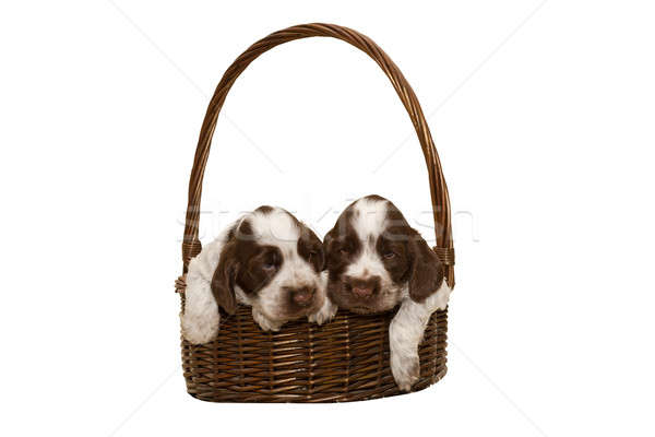 Stockfoto: Twee · puppy · bruin · Engels · mand · geïsoleerd