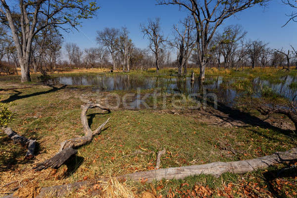 Moremi game reserve landscape Stock photo © artush