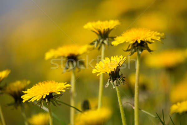 spring flowers dandelions Stock photo © artush