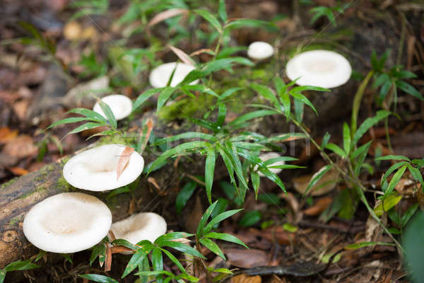 Cogumelo Madagáscar floresta branco parasita árvore Foto stock © artush