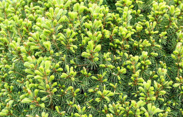 Natural fresh background, conifer on the green Stock photo © artush