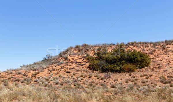 Ebenen Park Landschaft Sanddüne Namibia Himmel Stock foto © artush