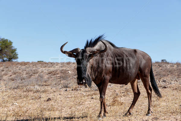 Stock photo: wild (Connochaetes taurinus) Blue Wildebeest Gnu