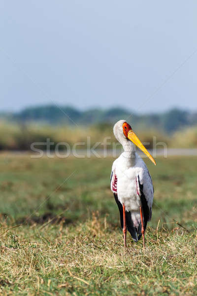 Yellow billed stork on the river Chobe Stock photo © artush