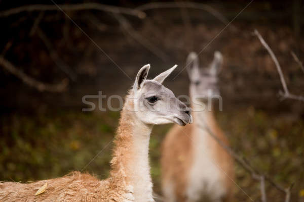 Portret lama twarz tle podróży Zdjęcia stock © artush